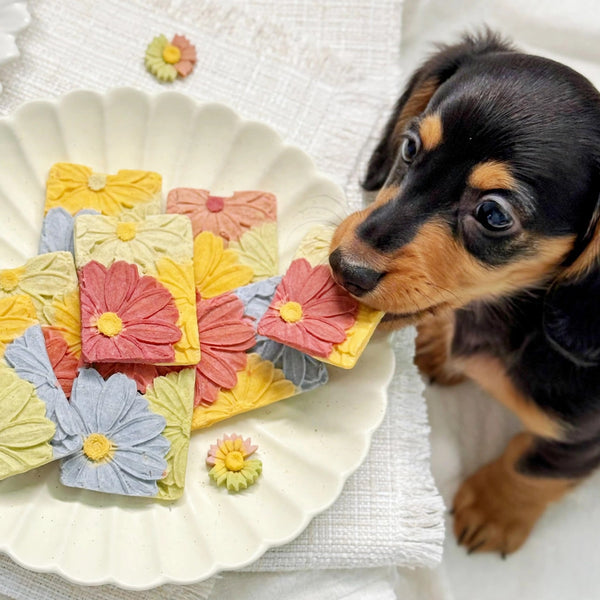 Sunflower Square Cookies Dog Treats with Goat Cheese & Chicken